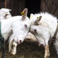 Baiminantis snukio ir nagų ligos protrūkio, Vokietijoje nurodyta skersti naminius gyvulius