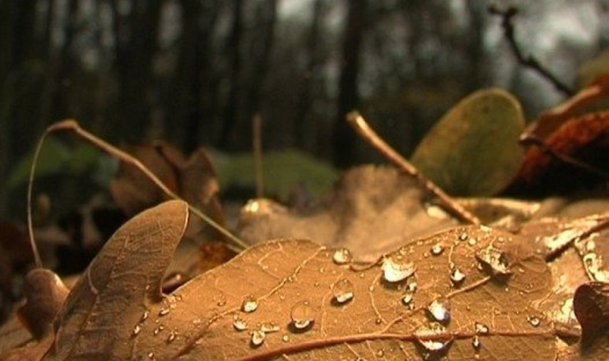 Orų  prognozė: savaitgalį sulauksime vėsesnių, bet sausesnių orų