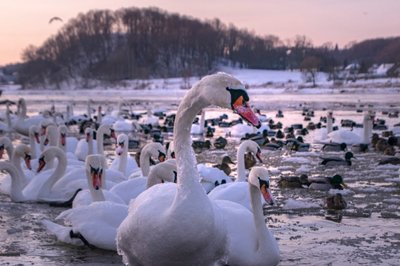 Gulbės žiemą