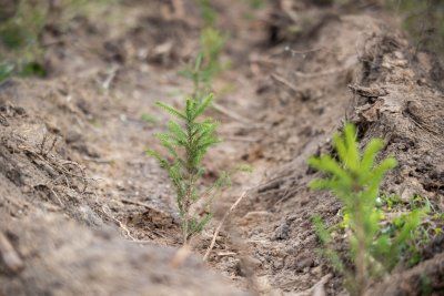 Želdinių apsaugai naudojamo repelento sudėtyje esančios medžiagos padaro medelių žievę ir ūglius graužti netinkamais