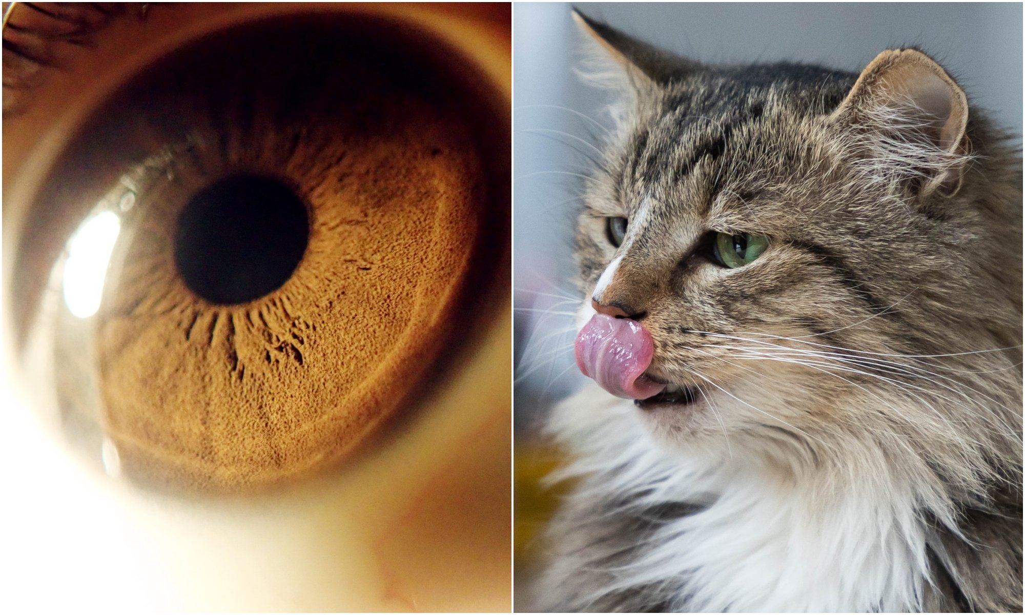 Cat-borne parasite infection that can cause blindness affects a third of the world's population, study finds