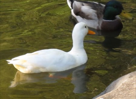 Palangos botanikos parke gyvena albinosė