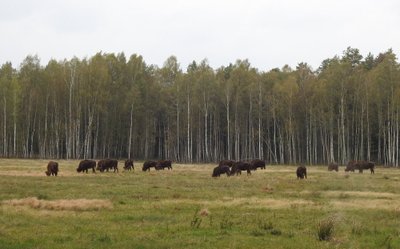  Atvežti stumbrai ganosi Dzūkijos aptvare (Ryto Papšio nuotr.)