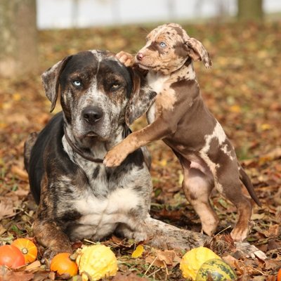 Catahoulos leopardinis šuo 