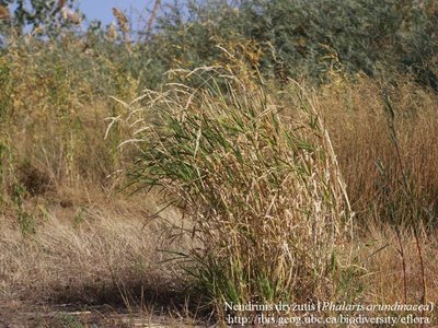 Nendrinis dryžutis (Phalaris arundinacea)