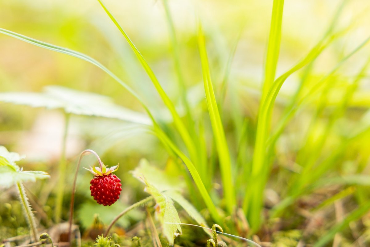 Klimatologas pasakė, kada baigsis vasara - Delfi TV