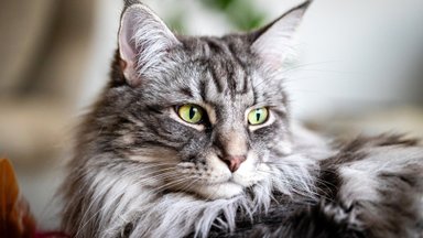 Nemanykite, kad katės jūsų nesiklauso: jos supranta daugiau nei galvojote