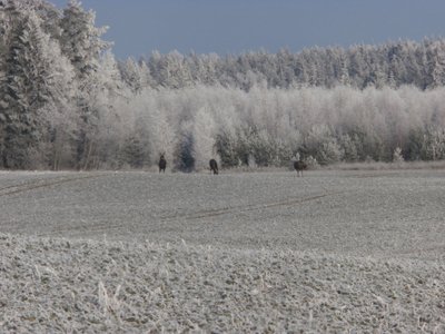 Žiemiška Radviliškio rajono gamta / skaitytojo Vitalijaus nuotr.