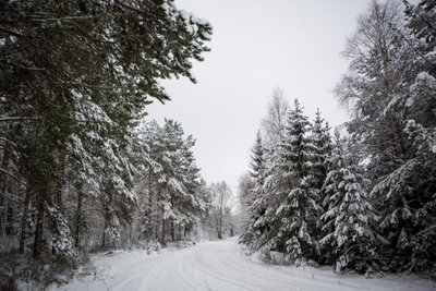 Lithuanian forest in the winter