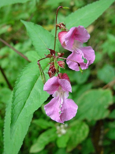 Bitinė sprigė (Impatiens glandulifera)