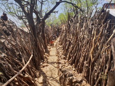 Konso gentis