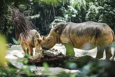 Zoologijos sodas