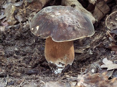 Bronzinis baravykas