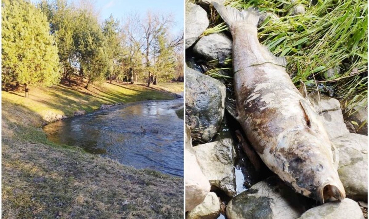 Vaikščiodamas upelio pakrantėmis Ruslanas Linevas aptiko labai didelės žuvies gaišeną