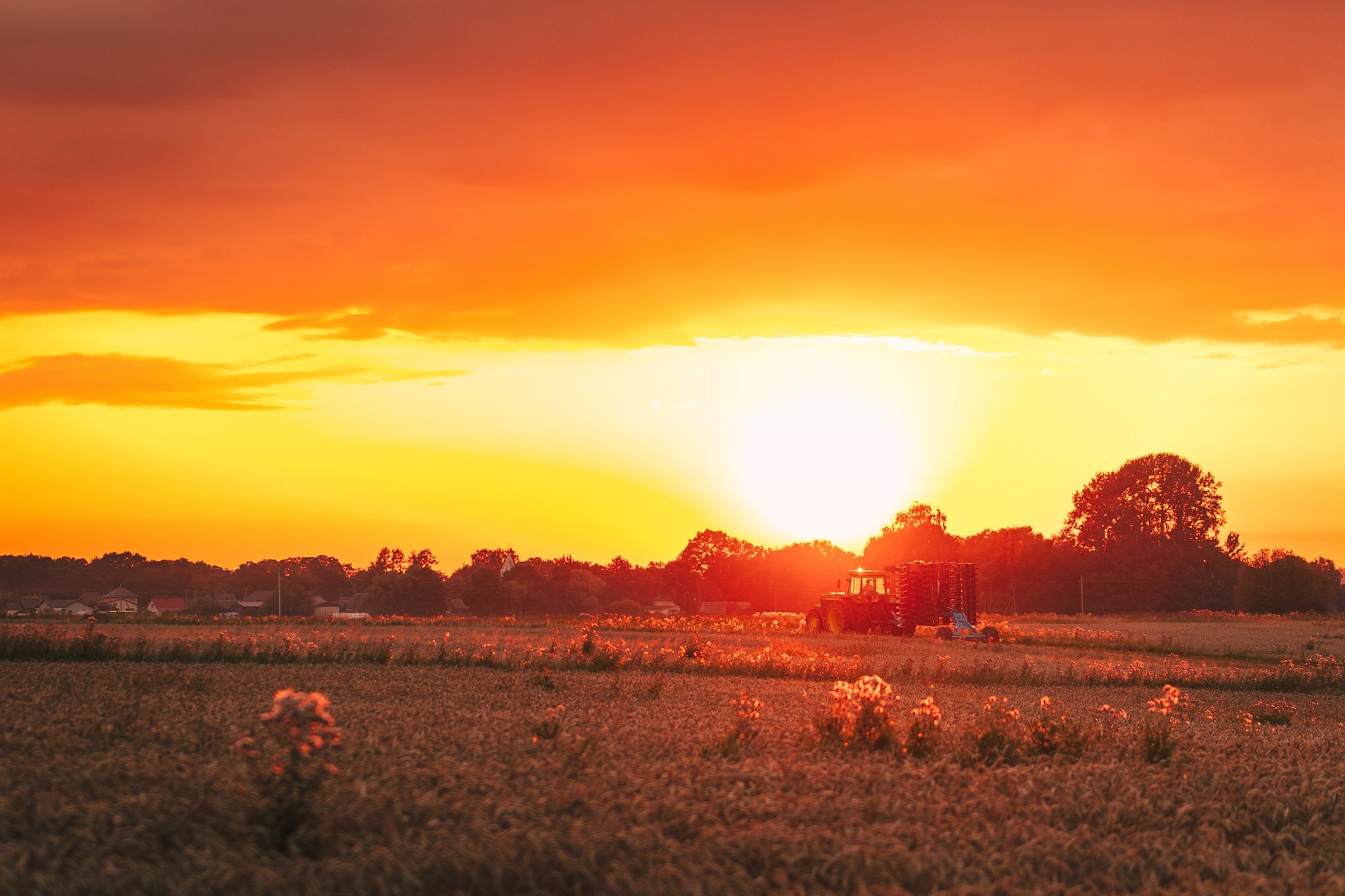 Lithuania's grain harvest yields record wheat, but crop diseases raise concerns