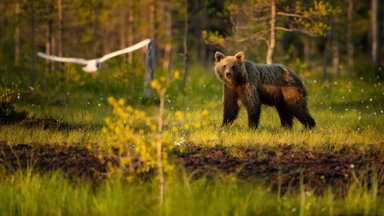 Meška toliau juda link Kauno: pastebėta prie Garliavos