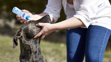 Namuose šuo? Higienos patarimai, kuriuos privalo žinoti kiekvienas šeimininkas