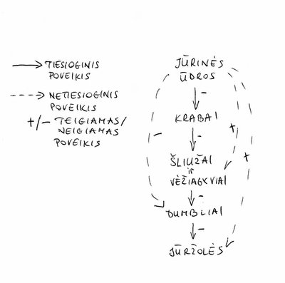 Ūdros mitybos grandinė/ K. Simonaitytės iliustr.