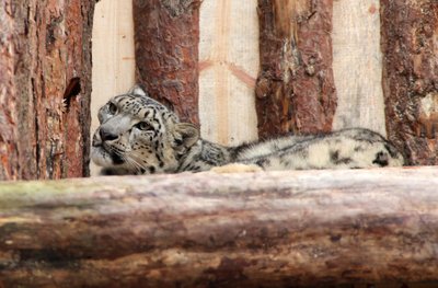 Labai tikimasi, kad snieginiai leopardai veisis