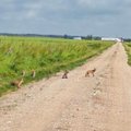 Neįtikėtino mielumo vaizdas: penki drąsūs lapiukai miškininkei pastojo kelią