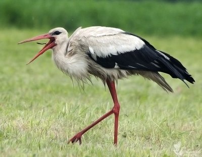 Baltieji gandrai ir kiškį atakuojantis kranklys