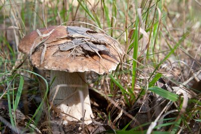 Išėjo ieškoti grybų, tačiau paklydo miške