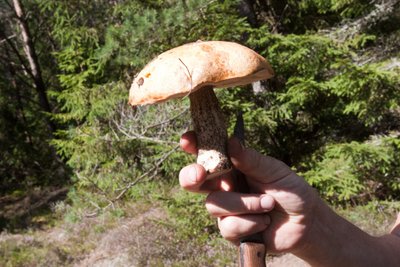 Grybavimas lyg ir turėtų būti kiekvieno piliečio teisė. Tačiau pradėjus supirkinėti grybus kai kam jie tapo pragyvenmimo šalltiniu