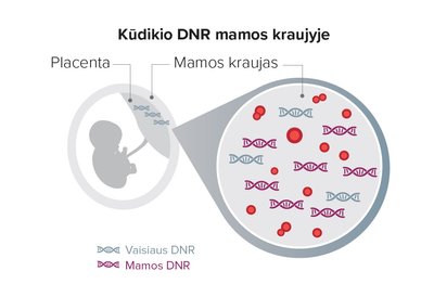 Nėštumo metu tam tikras DNR kiekis iš vaisiaus pereina į mamos kraujotaką