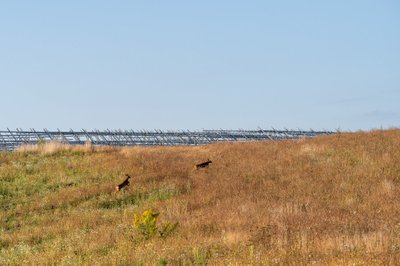 Ignitis renewables“ stebi bioįvairovę statomame saulės elektrinių parke  