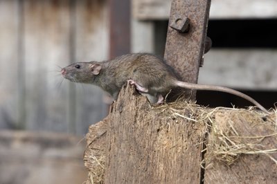 Žiurkės ir pelės puikiausiai laipioja lietvamzdžiais bei sienomis