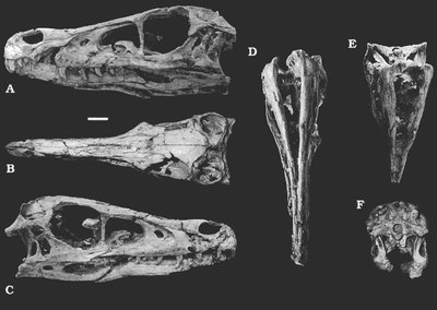 Velociraptor kaukolė. Rinchen Barsbold & Halszka Osmólska nuotr.