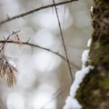 Vėsesni orai po sniego porcijos: sulauksime ir lietaus