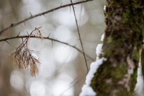 Vėsesni orai po sniego porcijos: sulauksime ir lietaus