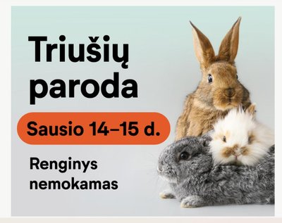 Triušių parodos reklama