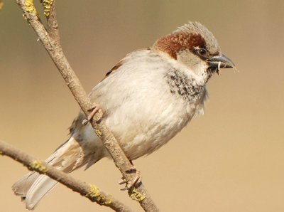 Naminis žvirblis (Passer domesticus)