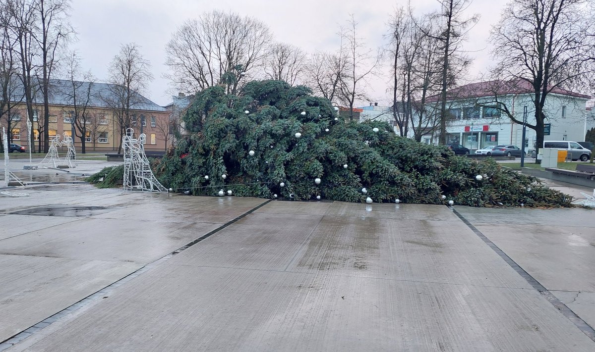 Nuvirtusi Raseinių eglė