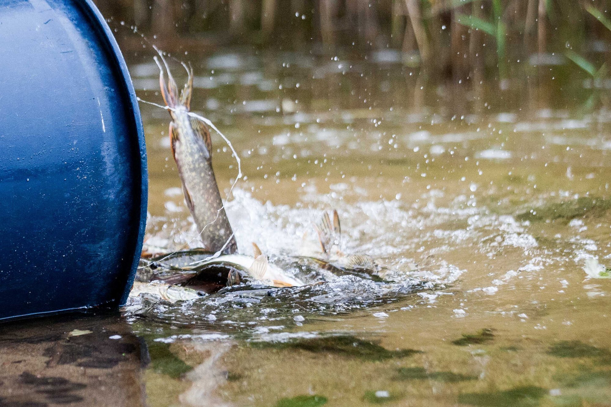 Šį rudenį ruošiamasi įžuvinti labai daug vandens telkinių