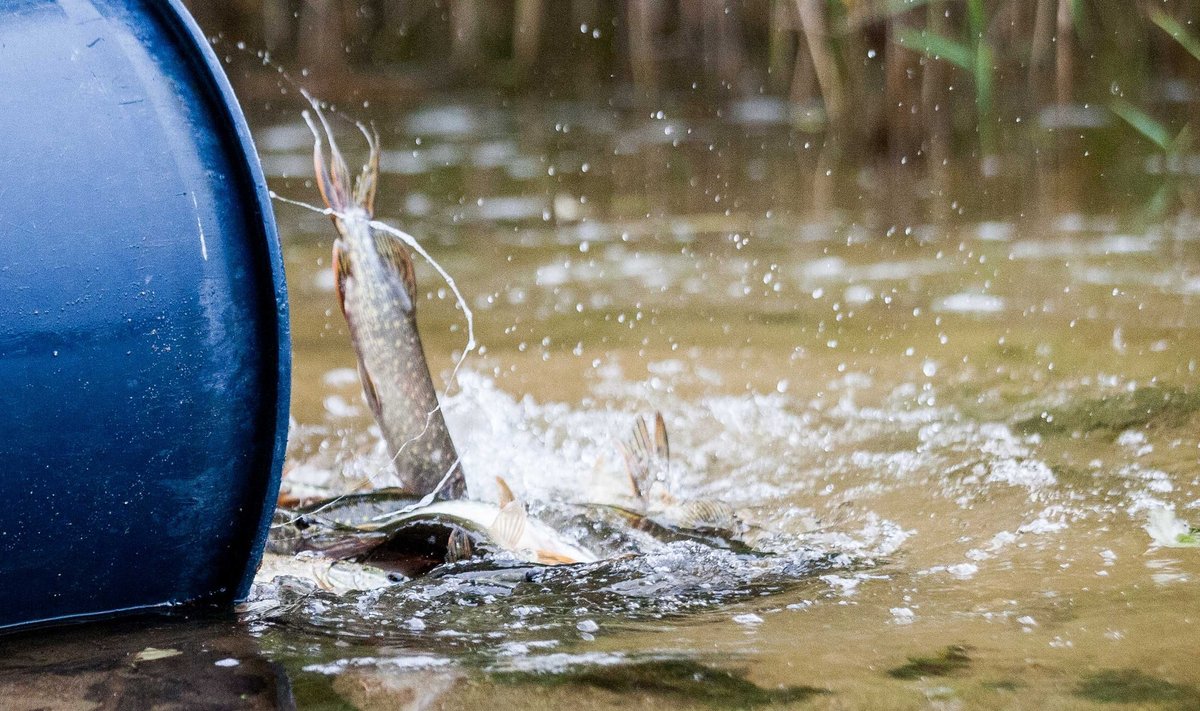 Šį rudenį ruošiamasi įžuvinti labai daug vandens telkinių