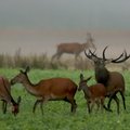 Nelaisvėje laikantiems laukinius gyvūnus primena atlikti svarbią pareigą