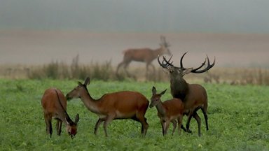 Nelaisvėje laikantiems laukinius gyvūnus primena atlikti svarbią pareigą