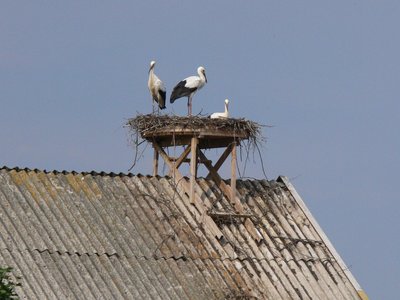 Medinės platformos buvo keliamos ant pastatų stogų