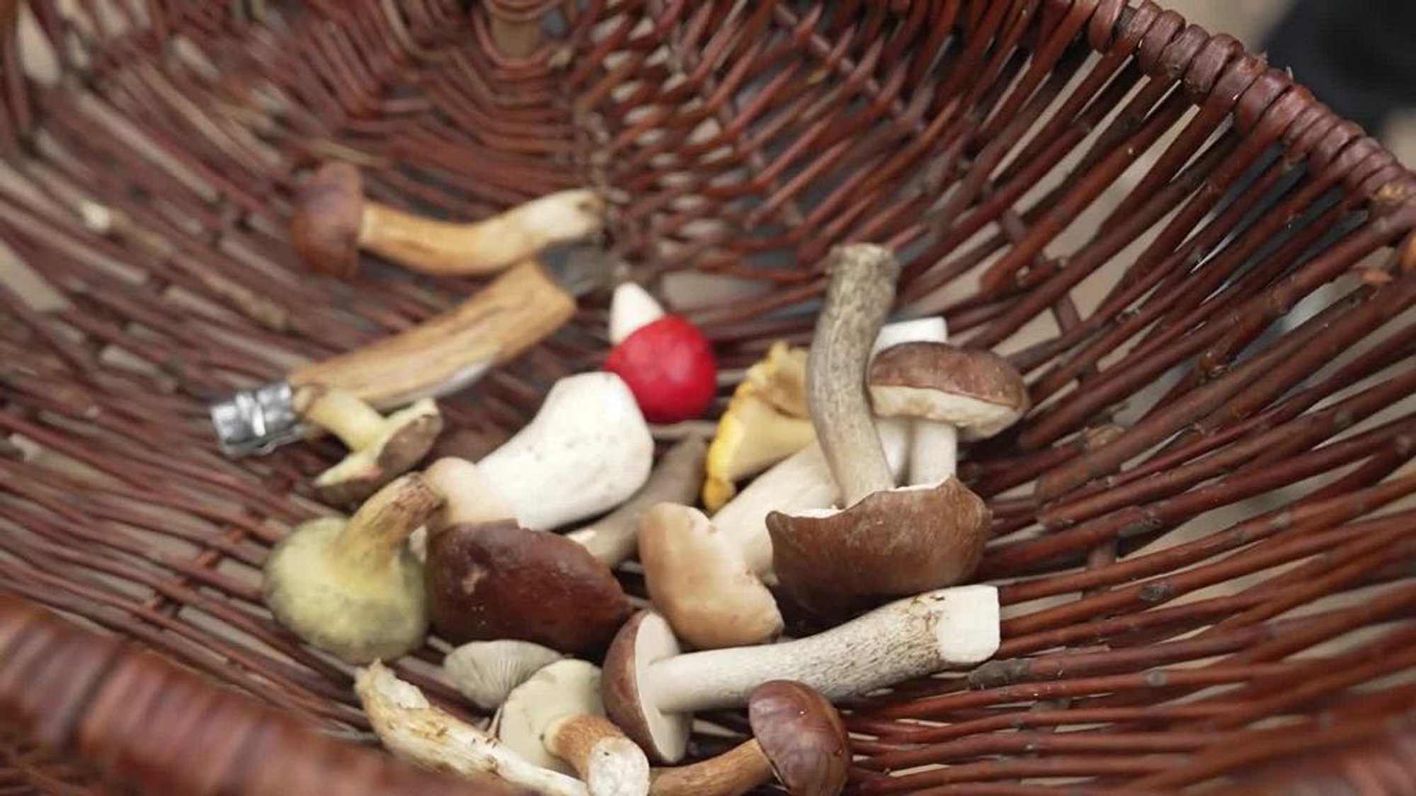 Grybavimas naudojant programėles: kaip atpažinti nuodingus grybus