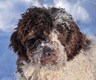 Lagotto Romagnolo šuo