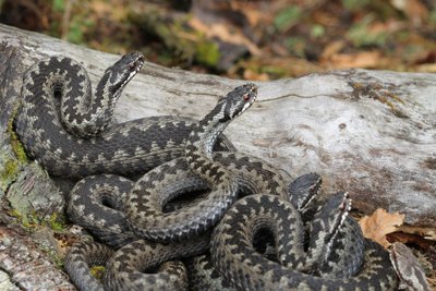 Paprastoji angis (Vipera berus) aut. Jonas Augustauskas