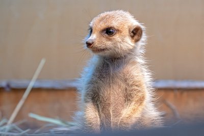 „Ogmios miesto“ zoologijos sodas „Zoopark“