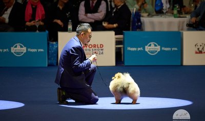  Tauro Kennel“ Pomeranijos špicas ringe su vedliu