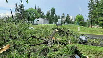 Nuvirtęs medis (Skaitytojo nuotr.)