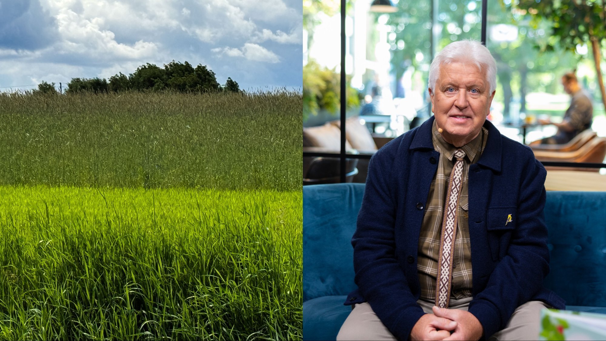Urban Meadow Mowing is 'Soviet Thinking,' Harms Cities, Says Naturalist