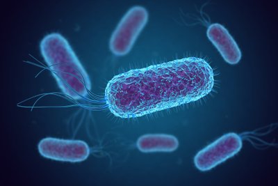 Escherichia coli