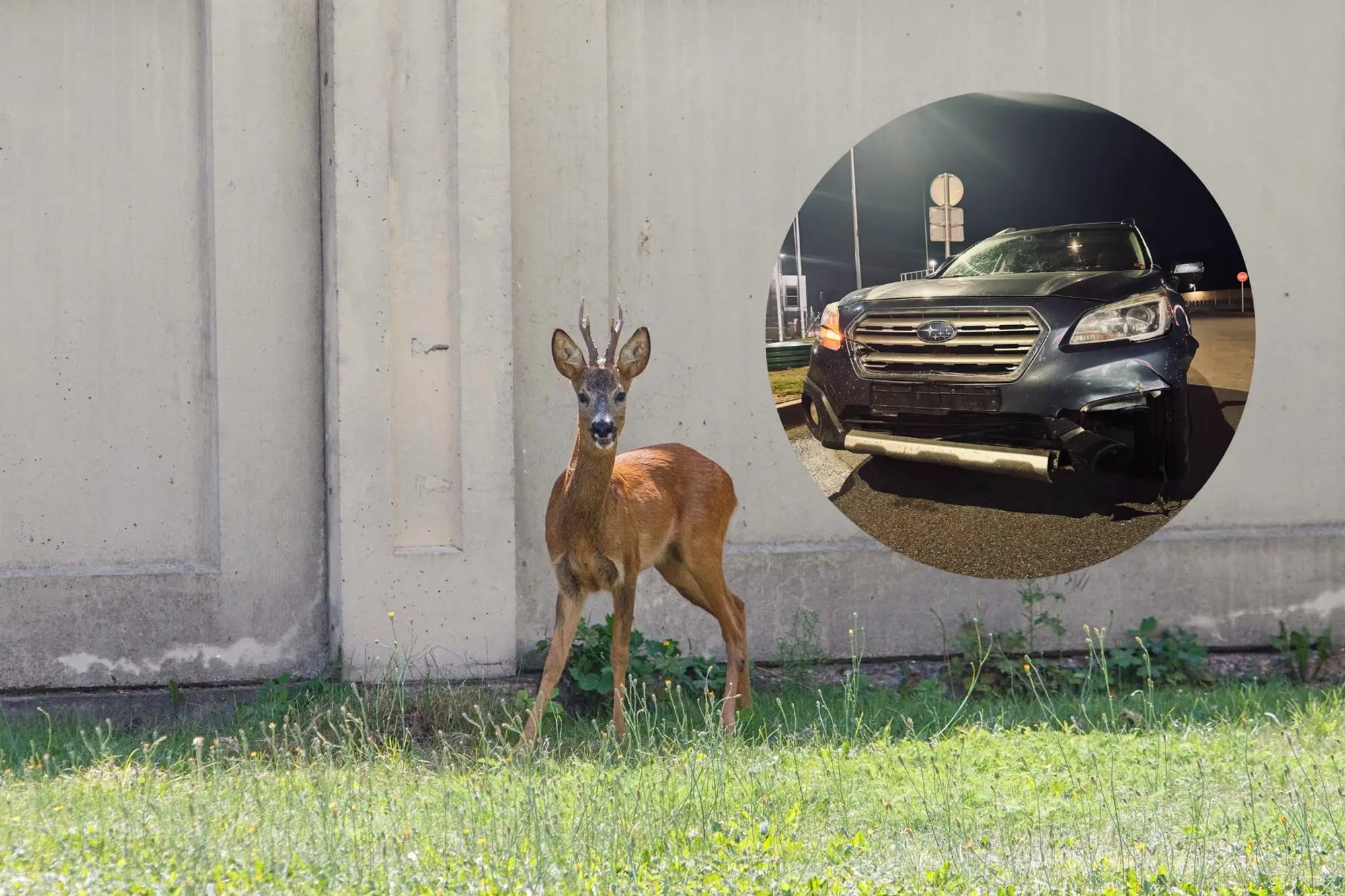 Drivers Warned of Deer on Kaunas Roads After Multiple Incidents